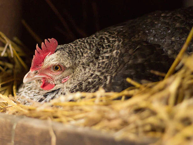 Once broody, a hen will become protective over the eggs