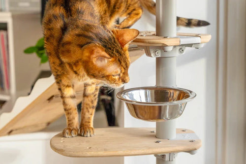 A cat’s ability to taste is far less strong than that of both humans and dogs