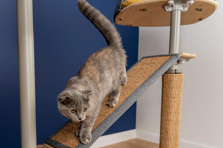 create a play area that suits your cats abilities