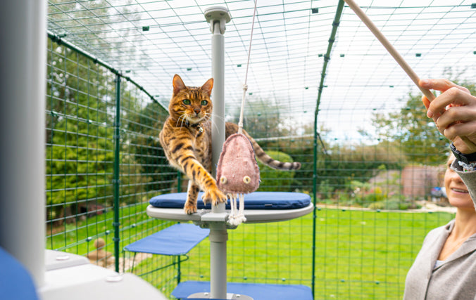 a Catio and Cat Tree will revolutionise how your cat enjoys the outdoors