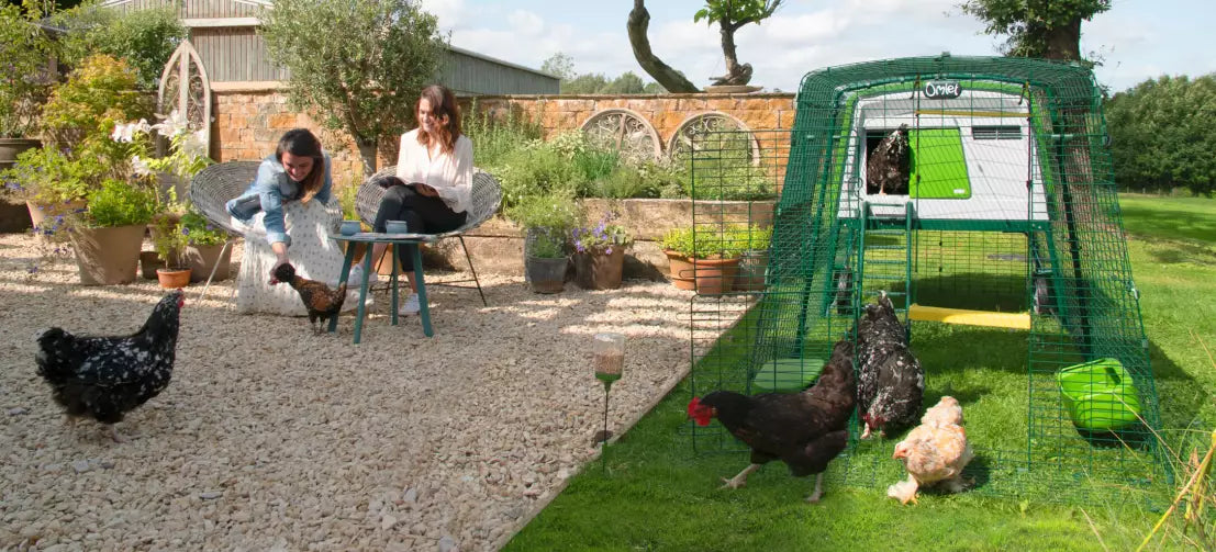 The 6 essentials of any chicken coop are Security, Roosting, Nesting, Insulation, Ventilation and Weather Protection