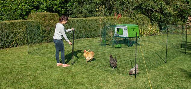 letting them out on supervised or controlled free range is a great boredom buster for chickens