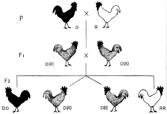 Chicken genetics