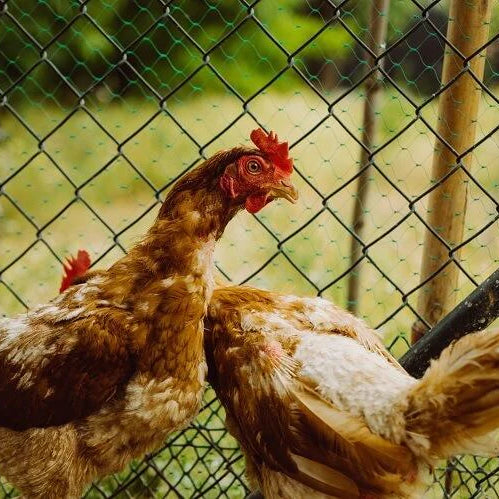 Quail are pecking out feathers  BackYard Chickens - Learn How to Raise  Chickens