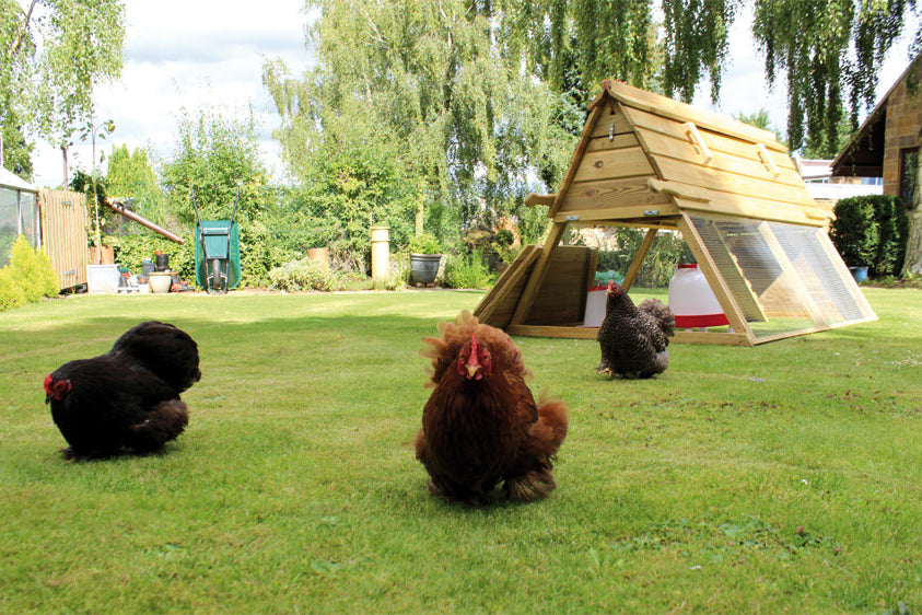 Personal taste will influence the style and type of chicken coop you choose for your garden