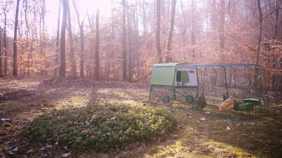 Eglu chicken coops and runs make keeping chickens easy and fun