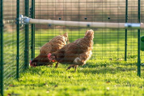 chickens are full of personality, are enjoyable as pets and provide fresh eggs!