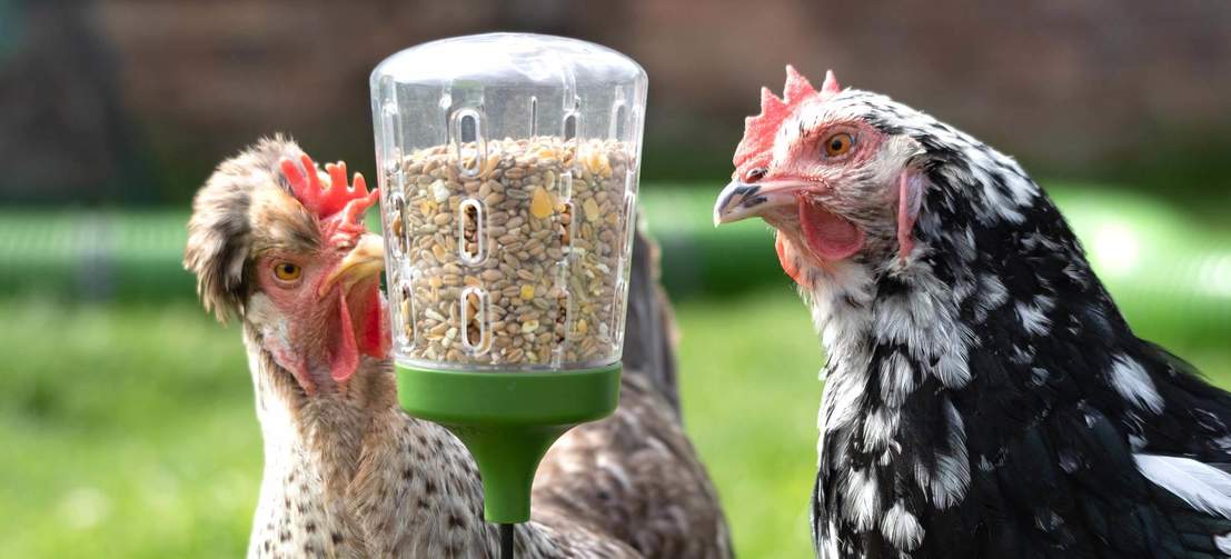 The Omlet Peck Toy can be filled with corn, chicken feed, mixed grit or any other combination of your flock's favourite hard treats