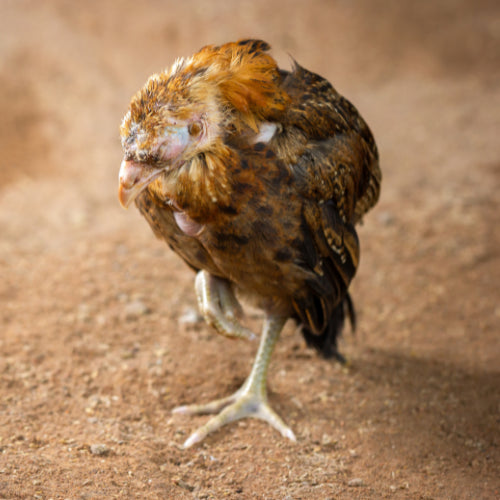 Coccidiosis is caused by an intestinal parasite that multiplies greatly in the gut of the young bird