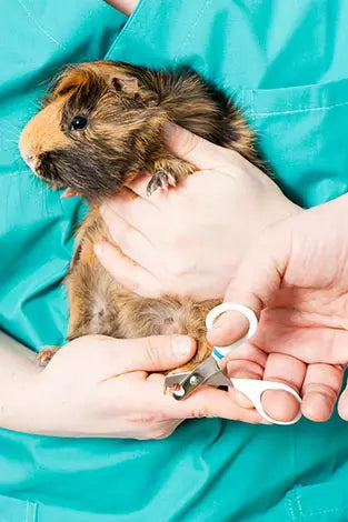 Trim your guinea pigs’ nails