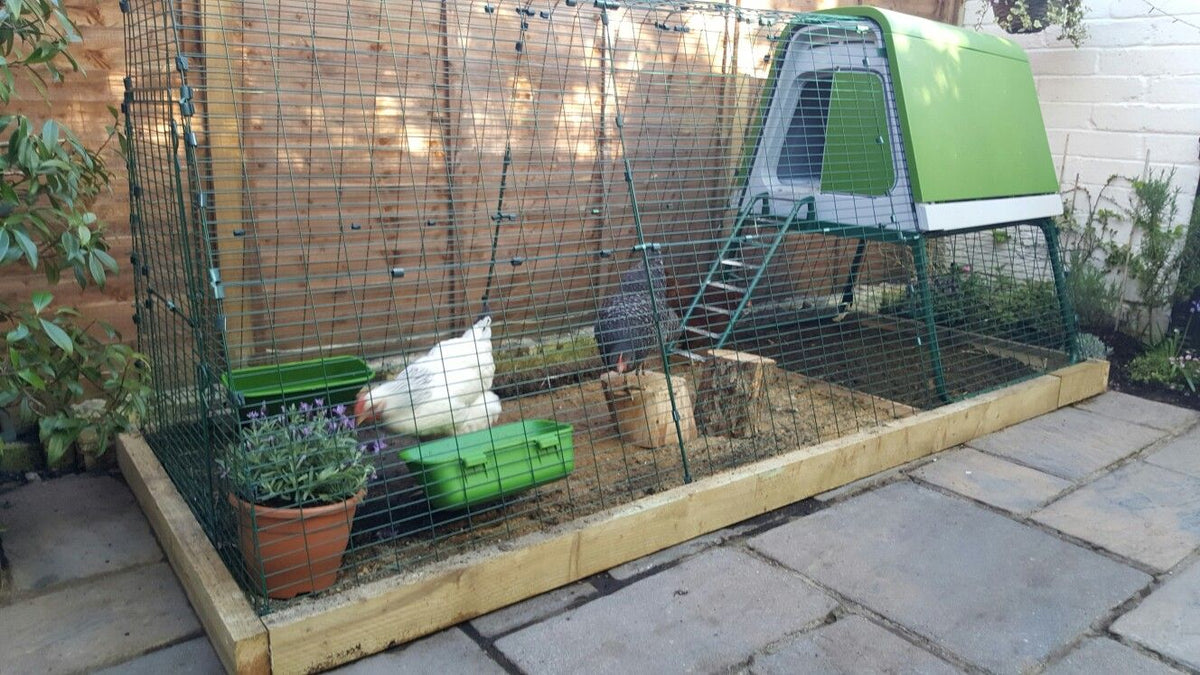 Eglu Go UP - Raised Chicken Coop + 1m Run Extension on a raised bed with wooden border