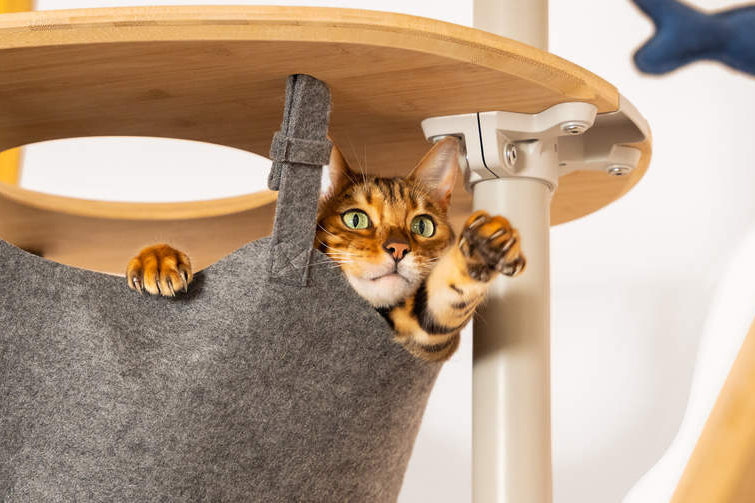 create a play area that suits your cat