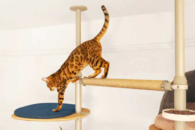 create a play area that suits your cats likes