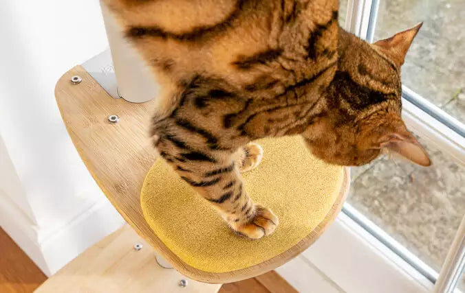 Cats have extremely flexible backbones and a fine-tuned sense of balance