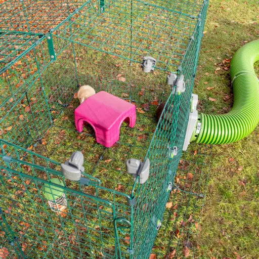 The Zippi shelter is a firm favorite with Guinea Pigs 