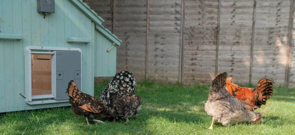 A chicken coop Auto-Door lets your flock out by day and safely locked in by night