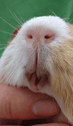What to look for with your Guinea Pig's teeth
