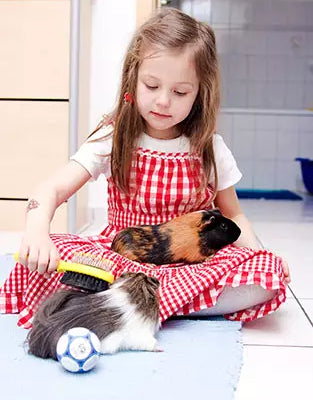 Frequent bathing can be bad for your guinea pig