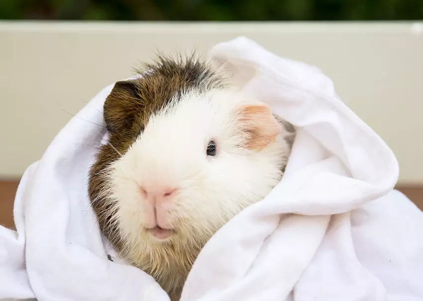 What's The Difference Between a Hamster and a Guinea Pig? - Omlet Blog US