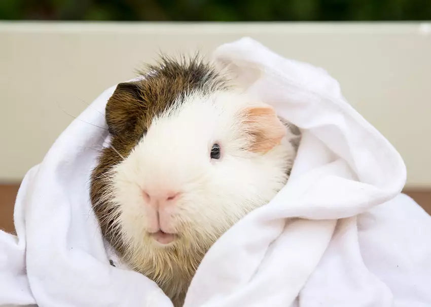 Avoid bathing your guinea pig too often