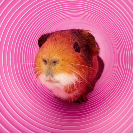 Give your guinea pigs a new and exciting way to exercise with our Play Tunnels