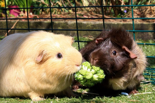 What's The Difference Between a Hamster and a Guinea Pig? - Omlet Blog US