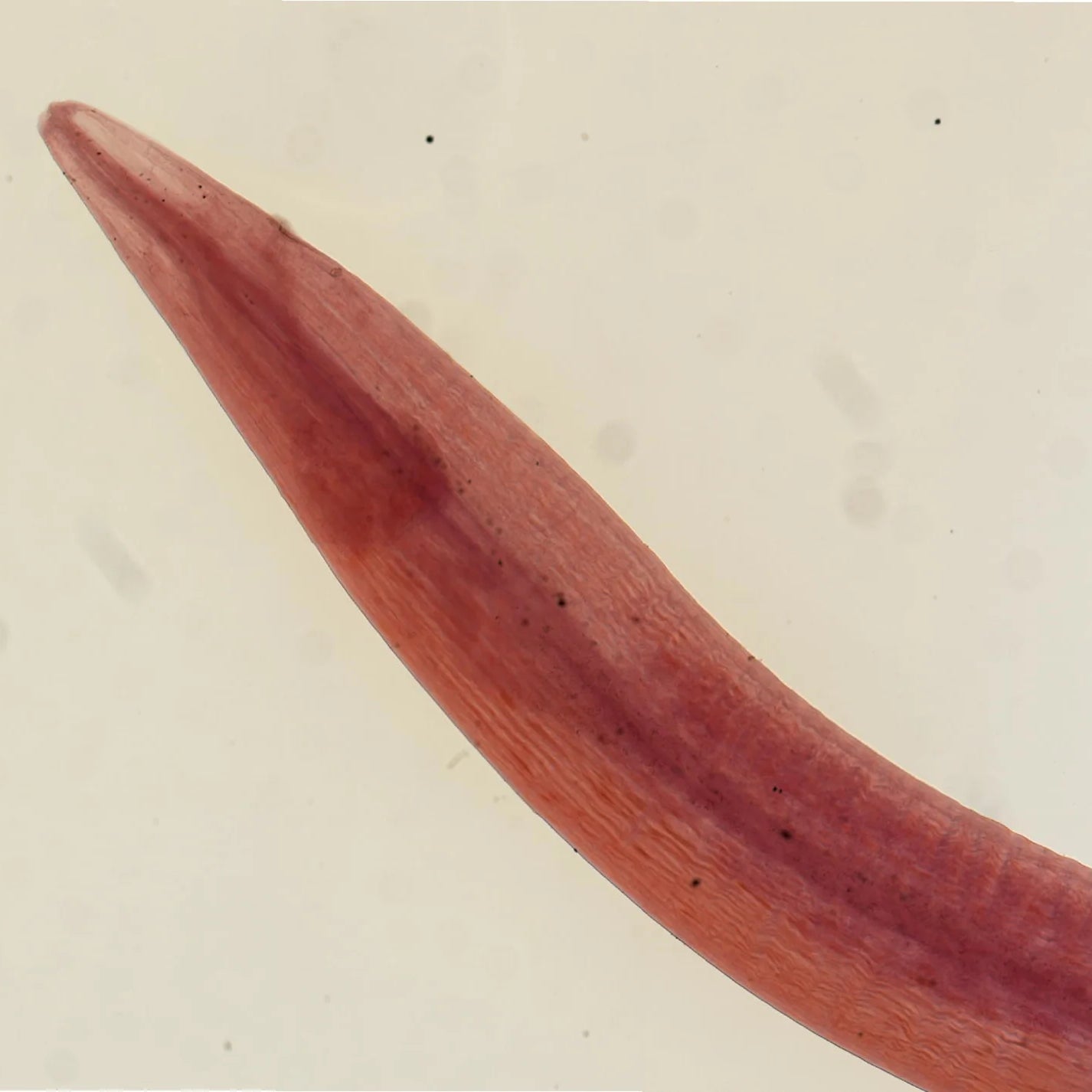 Cecal Worm