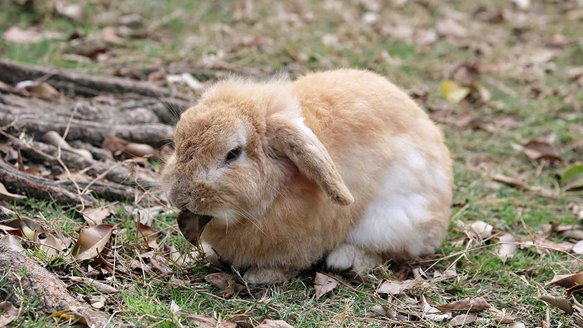 Minilop Rabbit