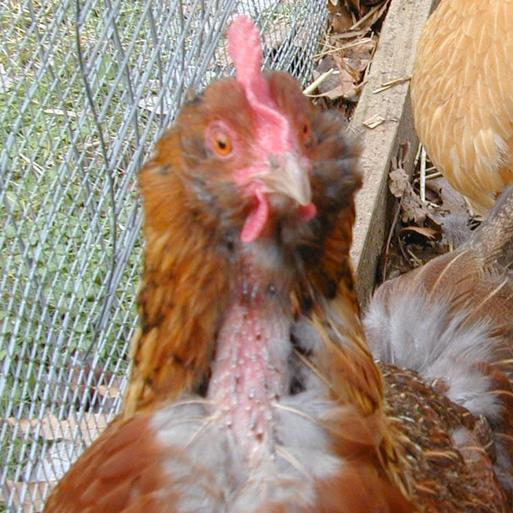Quail are pecking out feathers  BackYard Chickens - Learn How to