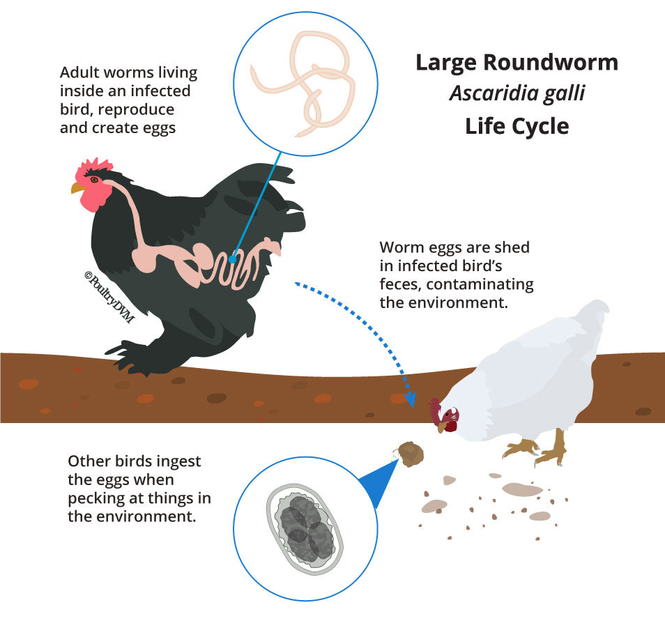 Chicken Wormers: A Helpful Guide For How To Identify & Treat Chicken Worms  • Insteading