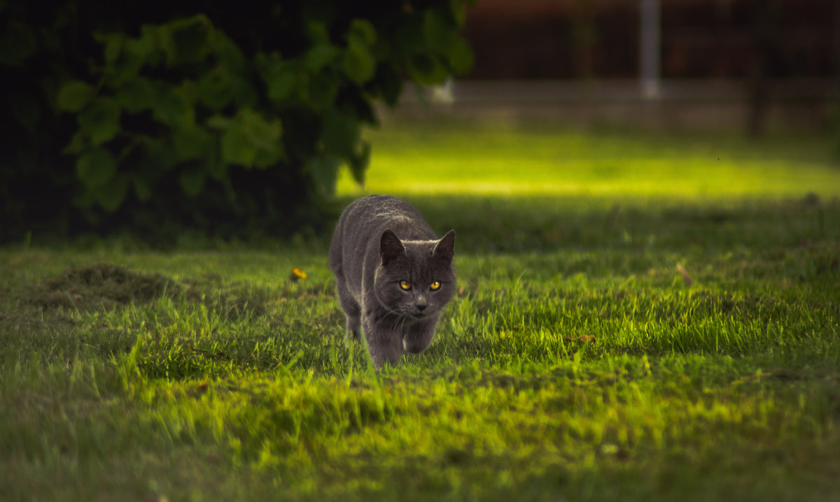 Dawn and dusk are your cats prime hunting times 