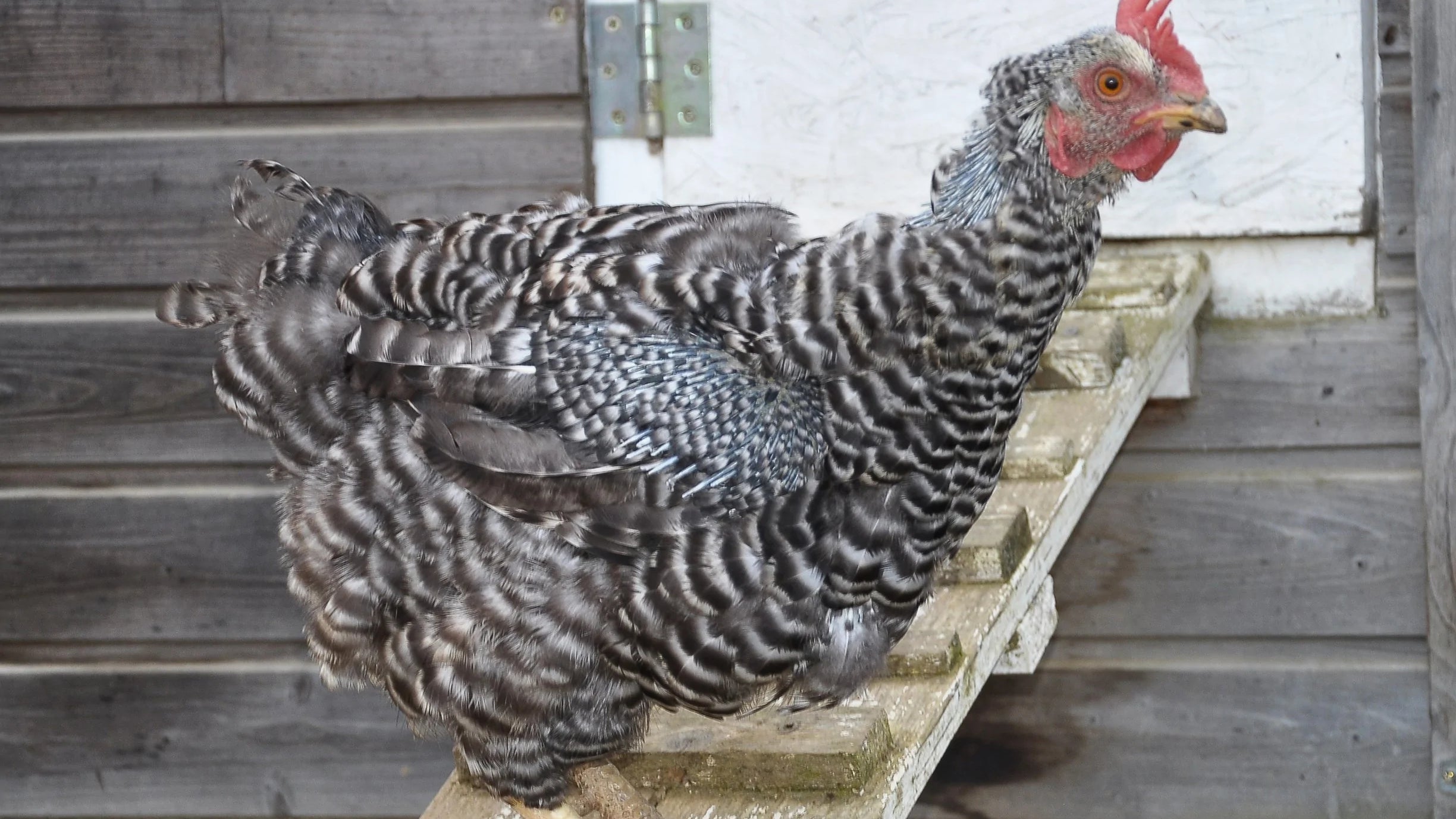 Chicken feathers are about 85% protein, so chickens need extra protein in their diet