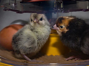 Chicks will inherit different genes from both parents