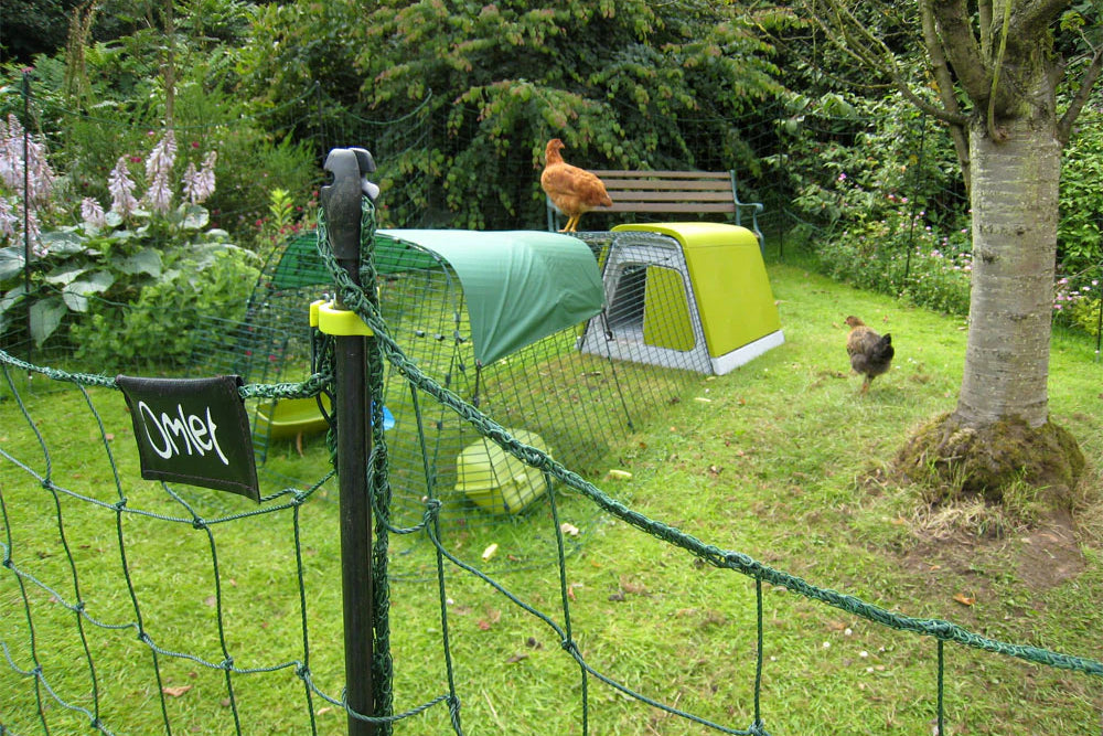 Plastic chicken coops provide almost no hideaways for Red Mites, so infestations are far less likely