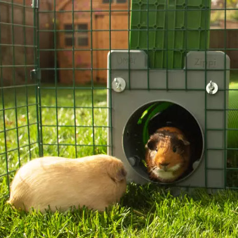 What's The Difference Between a Hamster and a Guinea Pig? - Omlet Blog US