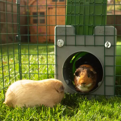 Connect your pet hutch to a playpen or run with a Zippi Tunnel System