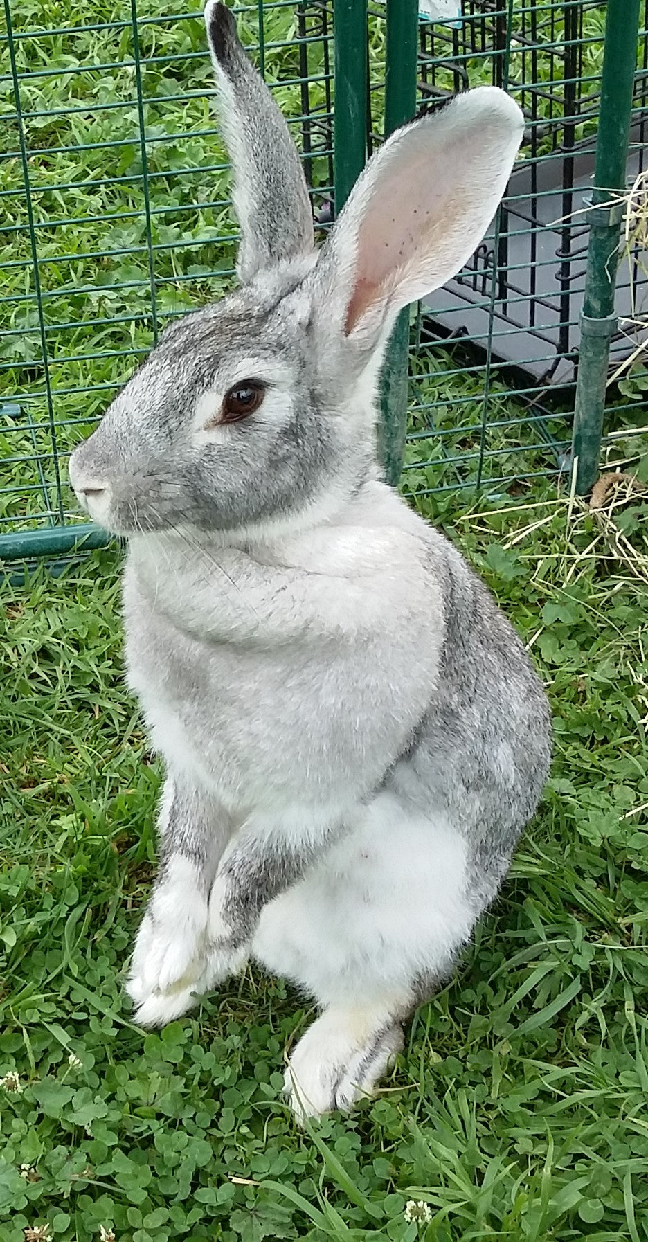 Rabbits use their ears to tune into what’s going on around them