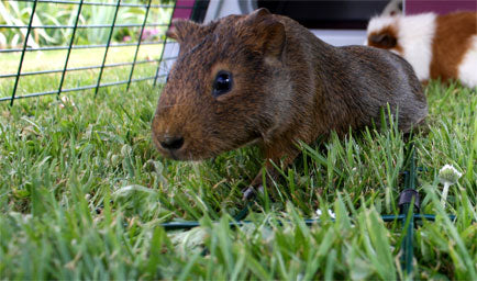 The Eglu Go Guinea Pig Hutch has a run large enough to give your pets the exercise they need