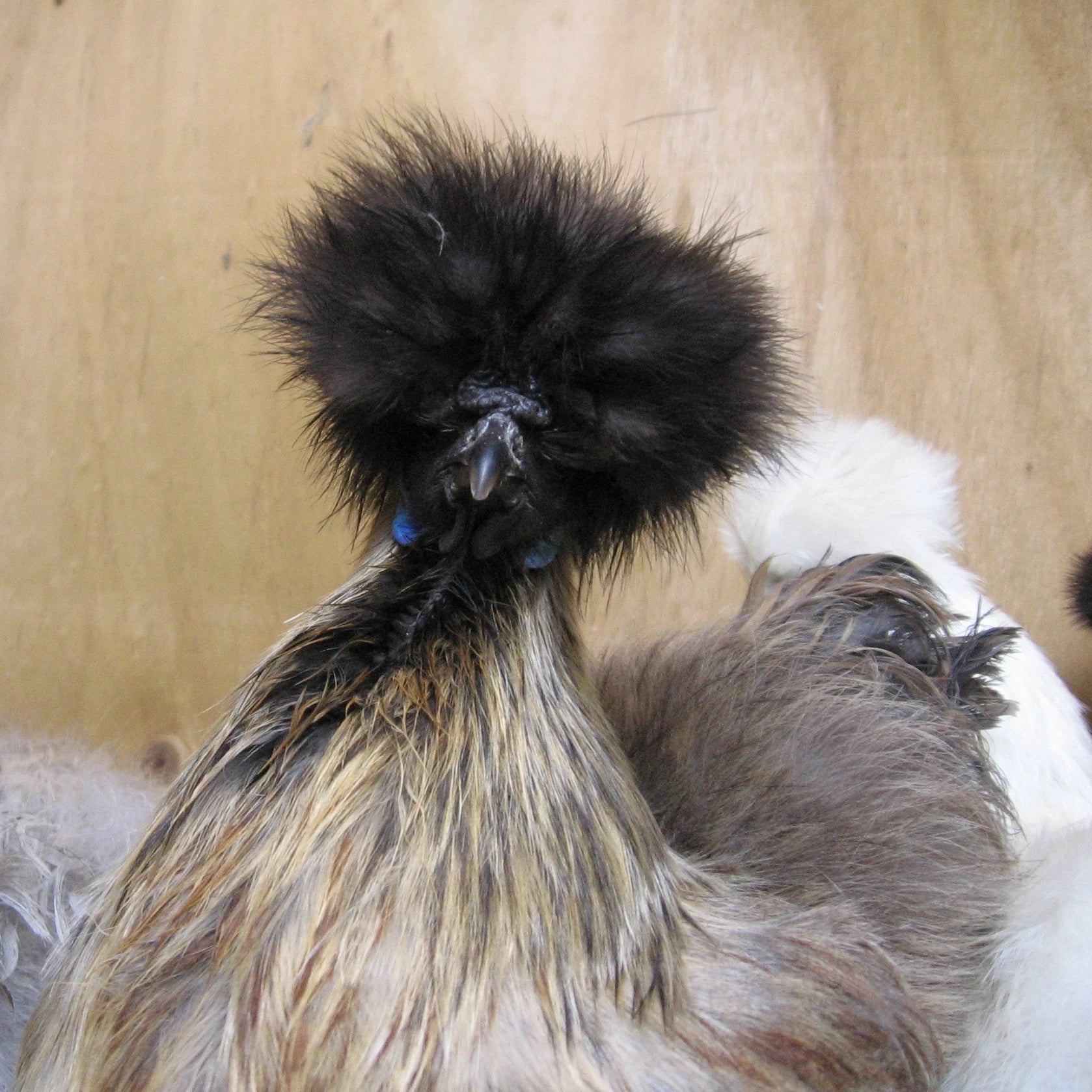 Chinese Silkie Heritage Poultry   Pf 08316d0a B69b 47fb 8c72 124156f7e546  Silkie Head Shot Edited 