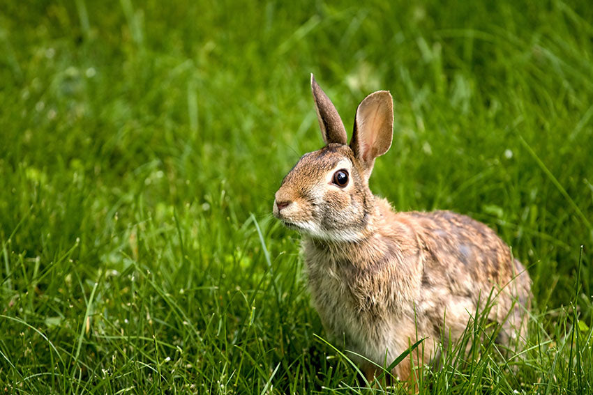 Rabbits were initially brought to New Zealand in the 1830s for food and sport