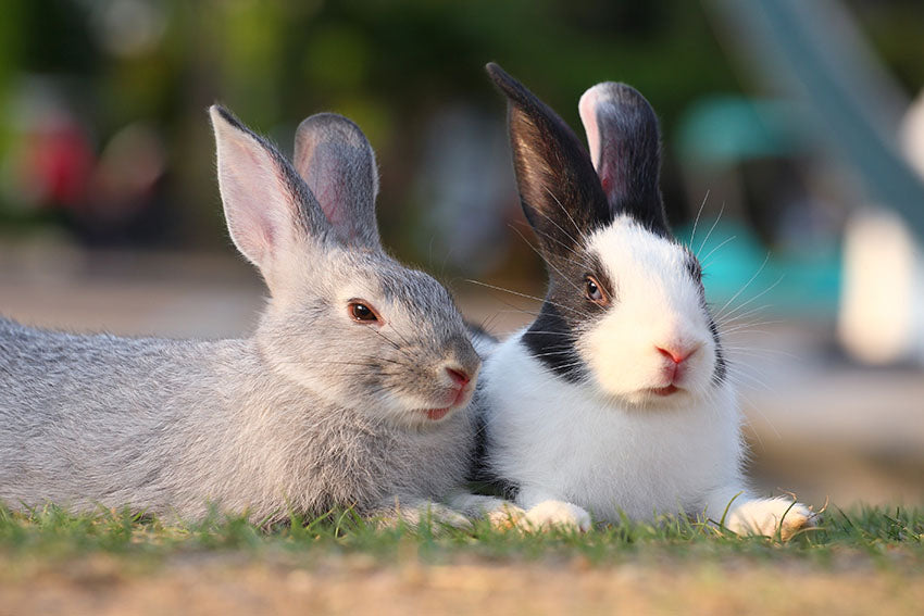 Rabbits are most active around dawn and dusk
