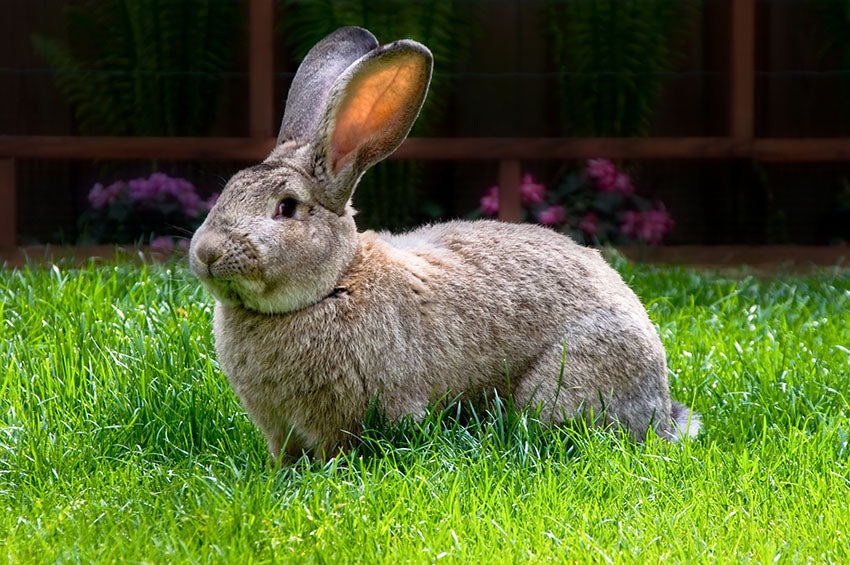 Guinea pigs and rabbits have different needs as pets.