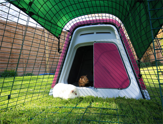 The Eglu Go Guinea Pig Hutch has a run large enough to give your pets the exercise they need