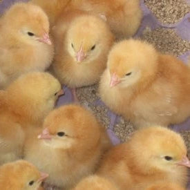 Day old Brown Shaver chicks