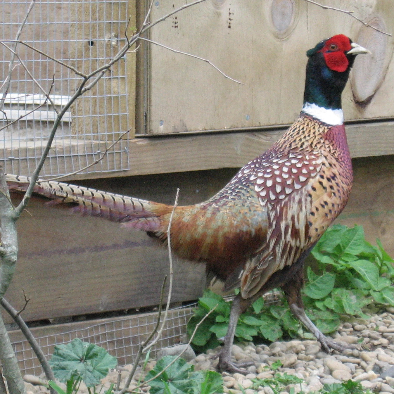 The ringneck pheasant is the more commonly seen pheasant - commercially bred for hunting and eaten as a table bird