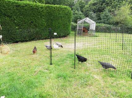 Chickens love to dig up dry soil under bushes to enjoy a lovely dust bath in the sheltered, shady area