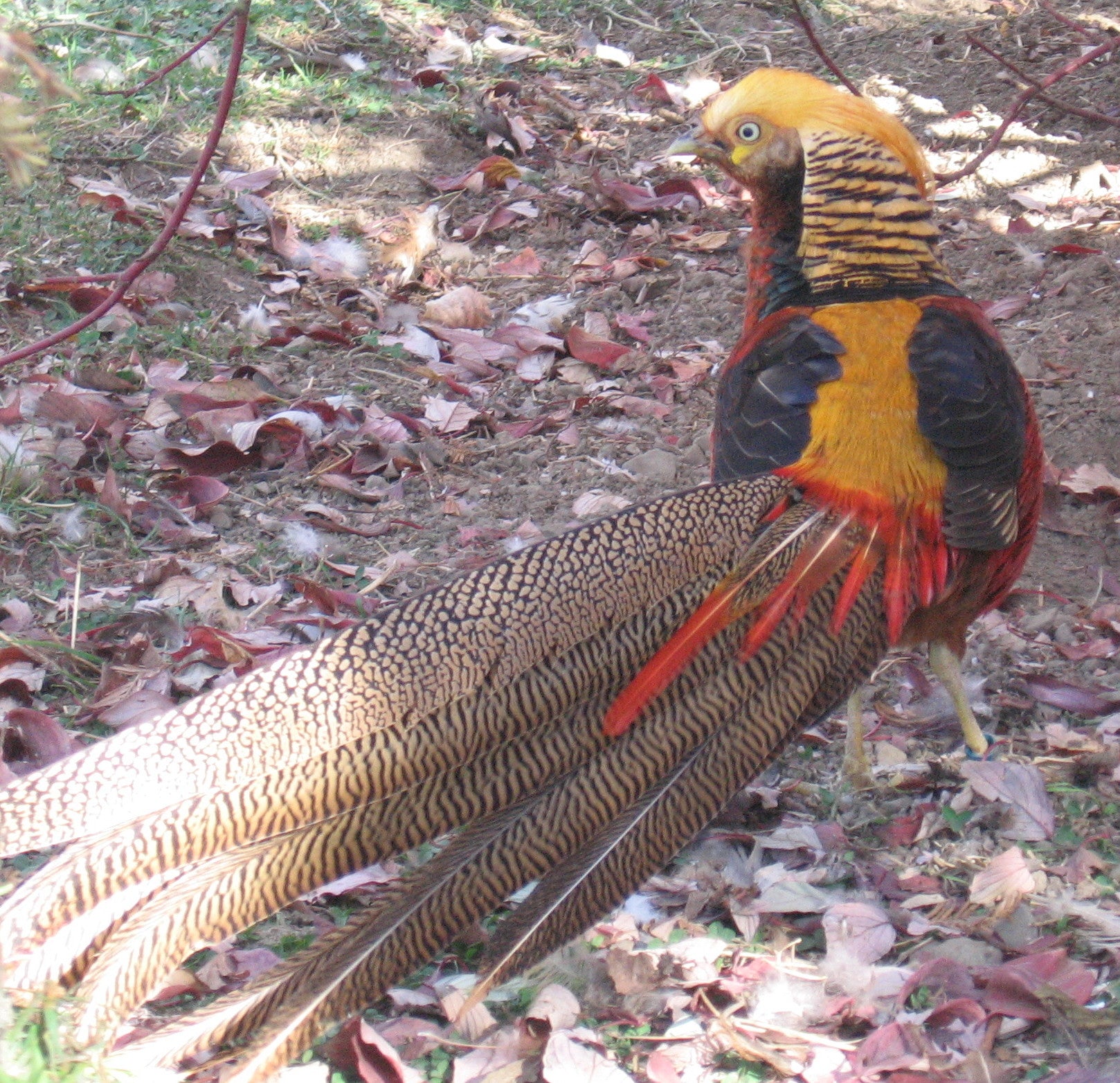 Chinese pheasants are a delight to keep