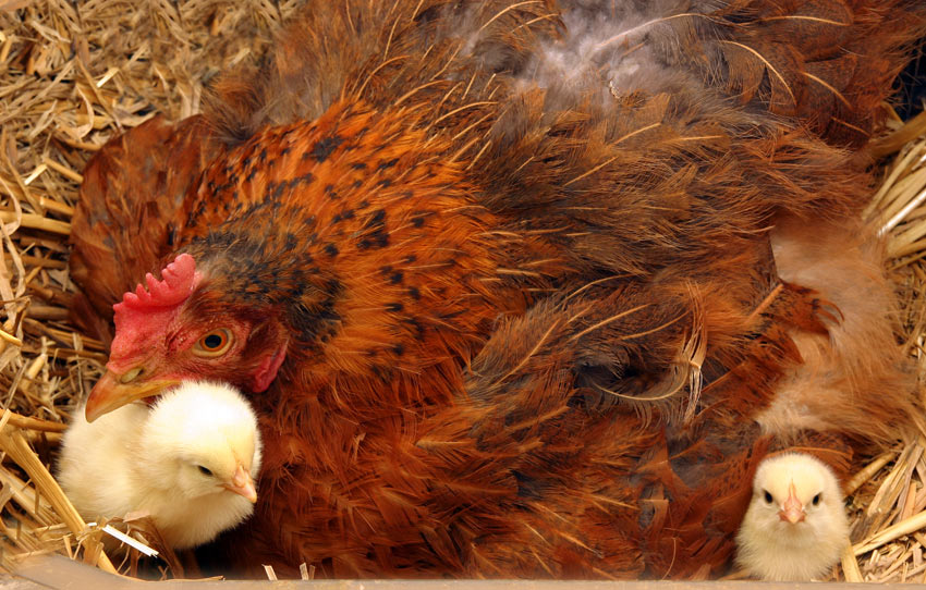 Using a Broody Hen to Hatch Her Own Clutch