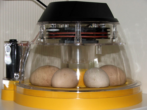 Chicken eggs in a Brinsea mini 11 incubator