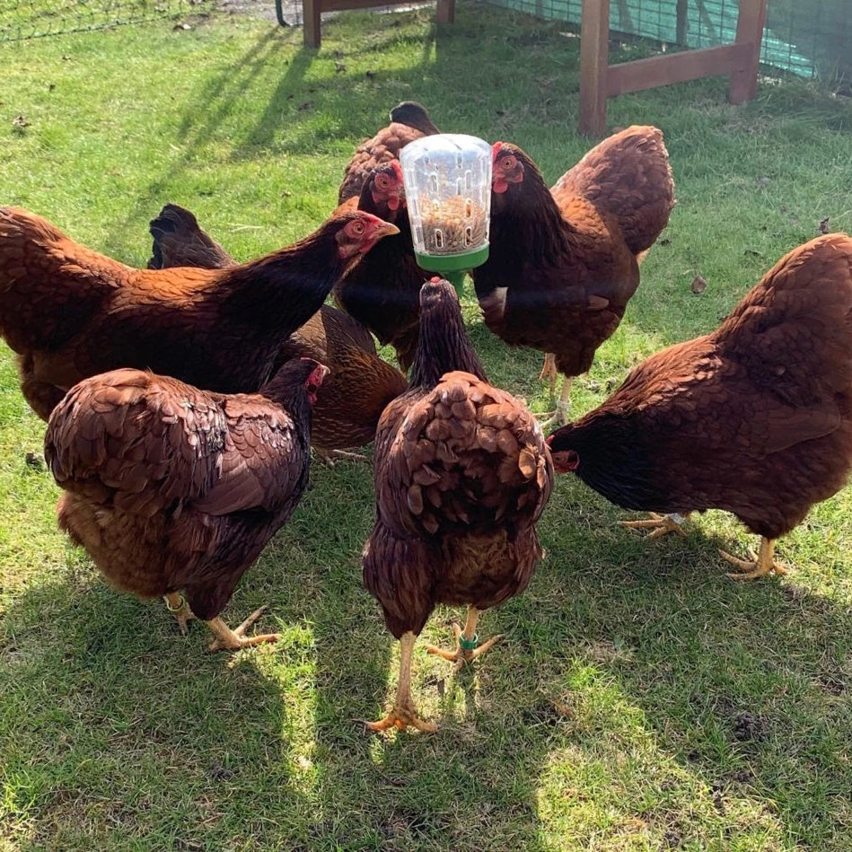 Omlet Peck Toys are great interactive feed toys your chickens have been waiting for